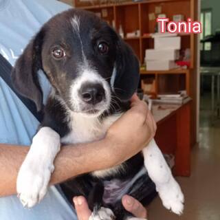 Tonia
