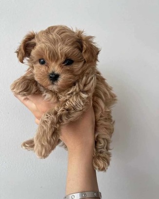 Maltipoo-peppy