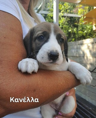 ΚΑΝΕΛΑ