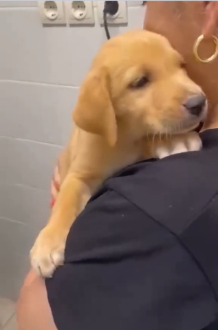 Cooper