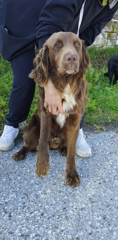 Bruno