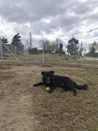 Balu