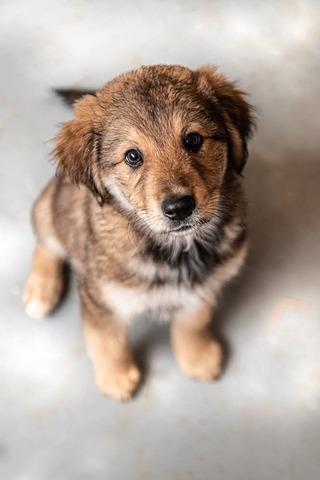 ΑΡΚΟΥΔΆΚΙΑ