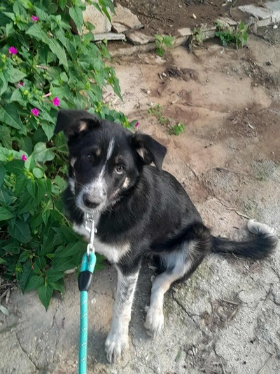 ΤΖΈΣΙΚΑ,6 ΜΗΝΩΝ