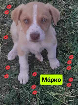 Μάρκο