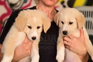 ΧΙΟΝΑΤΗ κ ΣΝΟΟΥ