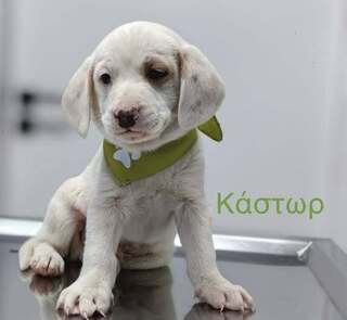 Κάστωρ