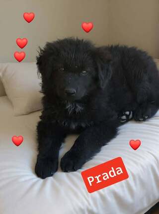 PRADA,2,5 μηνών