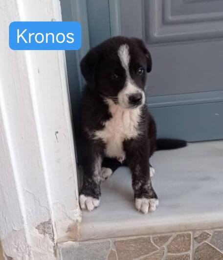 Kronos