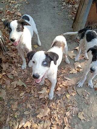 PUPPIES