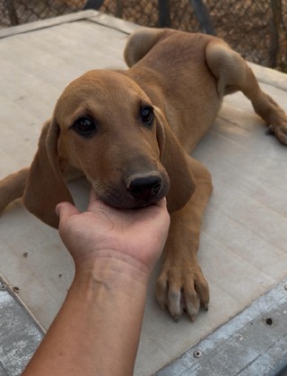 Bruno