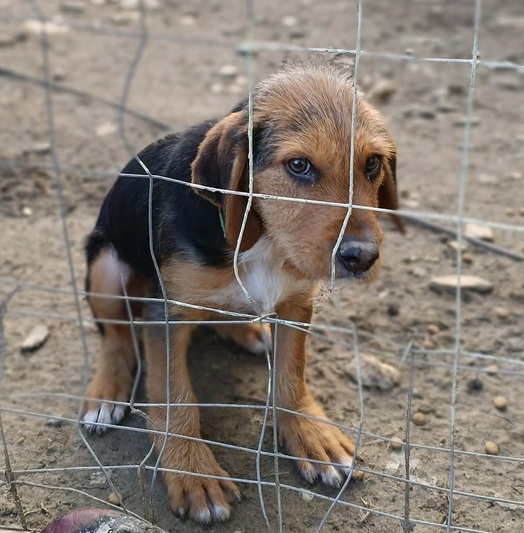 Λευτεράκης