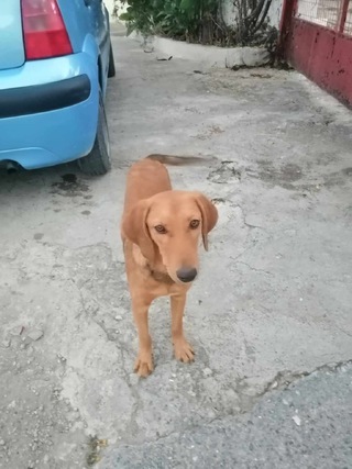 Avra