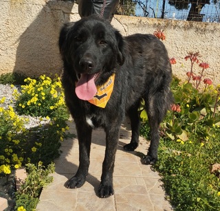 Pepper!!!