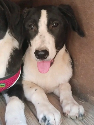 Jojo!