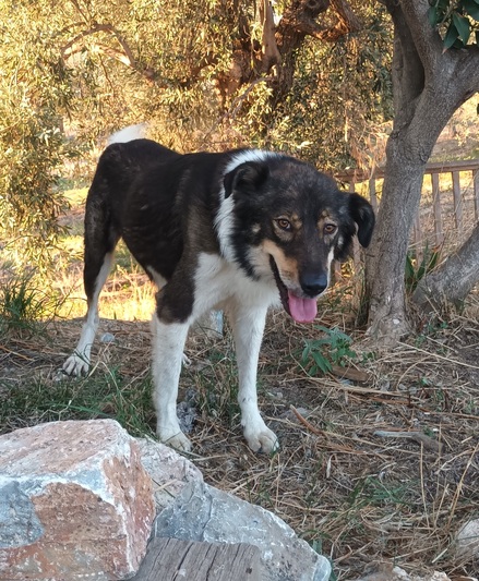 Ρίκο