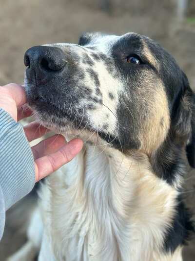 Ralf