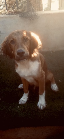 Ziggy