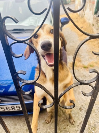 Bobo