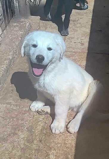 Άθως