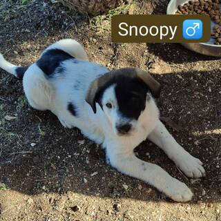 Snoopy