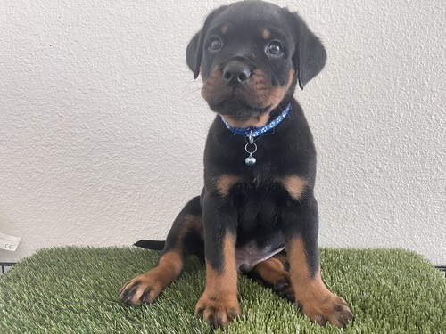 Rotweiler-sivue