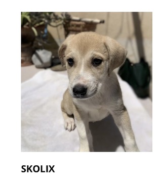 Skolix