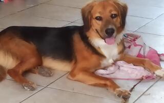 BENJI