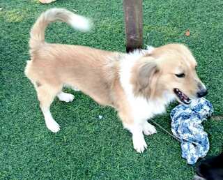 Ερμής κοκονακι