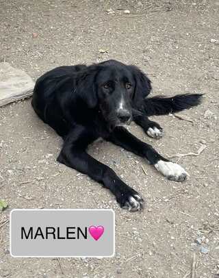 Marlen