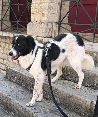 Έλφι