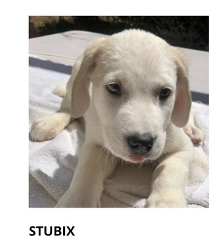Stubix