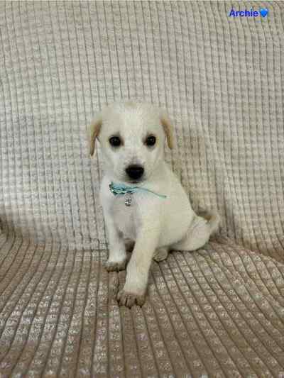 Archie