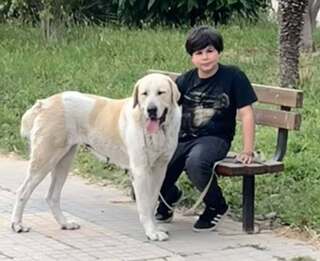 Αλμπα