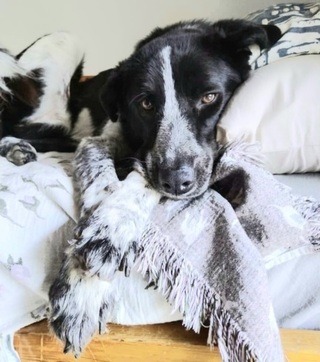 Η Μπου Μπού