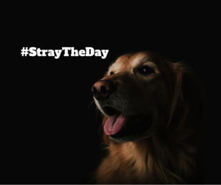 Stray the Day Καμπάνια για την Παγκόσμια Ημέρα Ζώων