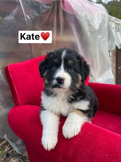 Kate
