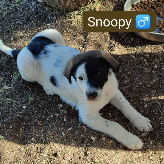 Snoopy