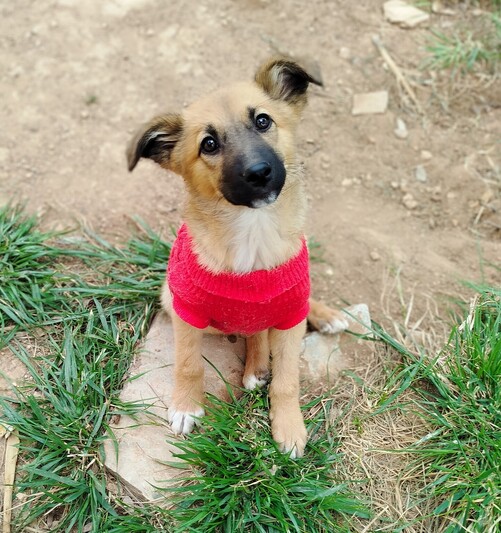 Ολιβ 3 μηνών