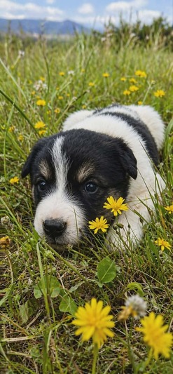 5 κουταβάκια