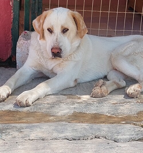 ΛΟΥΗ