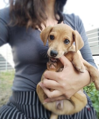 Moka