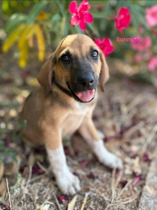 Sunny