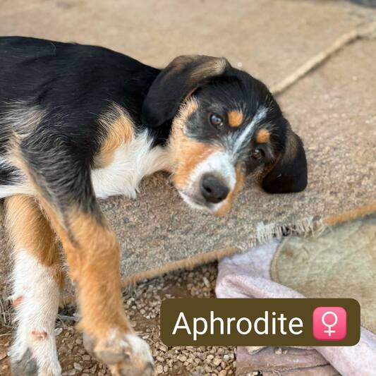 Aphrodite
