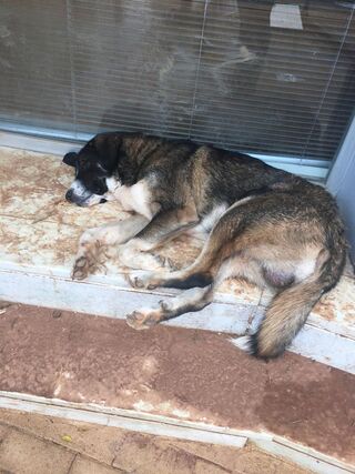 SOS Δ. Αττική πώς μπορείτε να βοηθήσετε