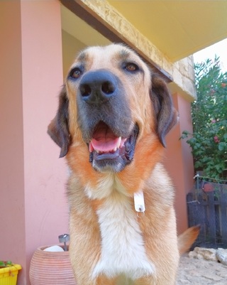Cookie