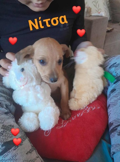 Νίτσα ,2 μηνών