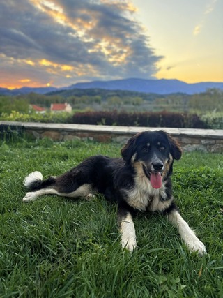 Daffy