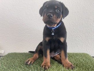 Rotweiler-sivue