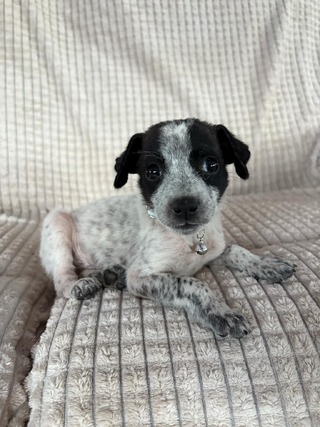 Snoopy